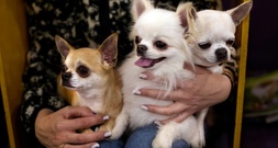 Streit zwischen Hundebesitzern in Sachsen: Zwei Chihuahuas am Ende tot