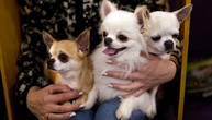 Streit zwischen Hundebesitzern in Sachsen: Zwei Chihuahuas am Ende tot
