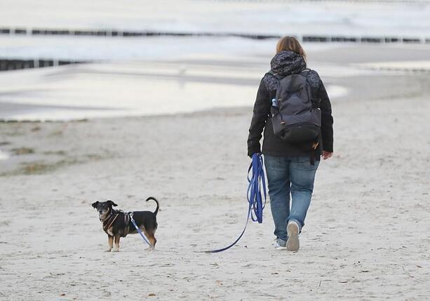 Bild vergr&ouml;&szlig;ern: Einnahmen aus Hundesteuer stagnieren auf hohem Niveau