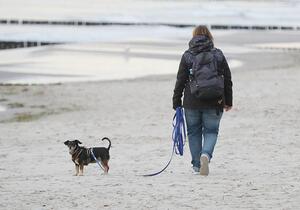 Einnahmen aus Hundesteuer stagnieren auf hohem Niveau