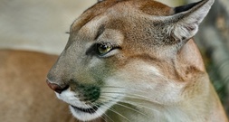 Polizei setzt Suche nach möglichem Puma nahe München fort