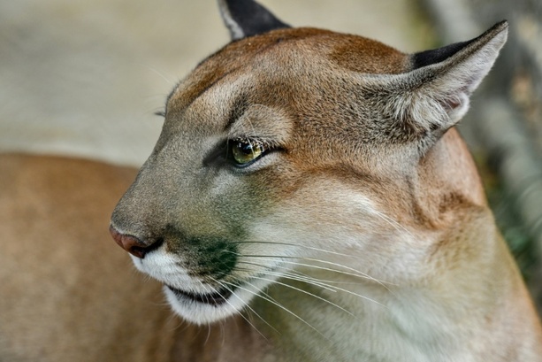 Bild vergr&ouml;&szlig;ern: Polizei setzt Suche nach möglichem Puma nahe München fort