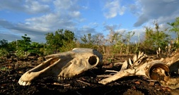 UNO: Klimaphänomen El Niño verschärft sich weiter - Höhepunkt im Dezember erwartet
