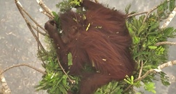 An Baumspitzen geklammert: Orang-Utans vor Waldbränden in Indonesien gerettet