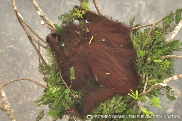 Bild vergr&ouml;&szlig;ern: An Baumspitzen geklammert: Orang-Utans vor Waldbränden in Indonesien gerettet