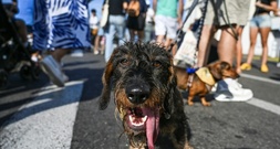 Hundebesitzer in Wien sollen beim Gassigehen mit 