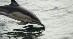 Nach Verlegung aus Freizeitpark in Südfrankreich: Delfin in Spanien verendet