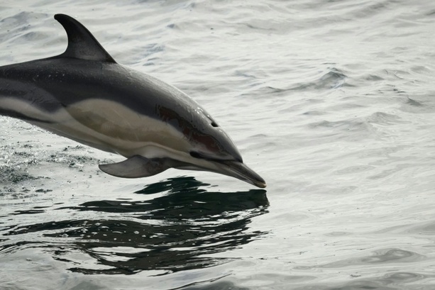 Bild vergr&ouml;&szlig;ern: Nach Verlegung aus Freizeitpark in Südfrankreich: Delfin in Spanien verendet