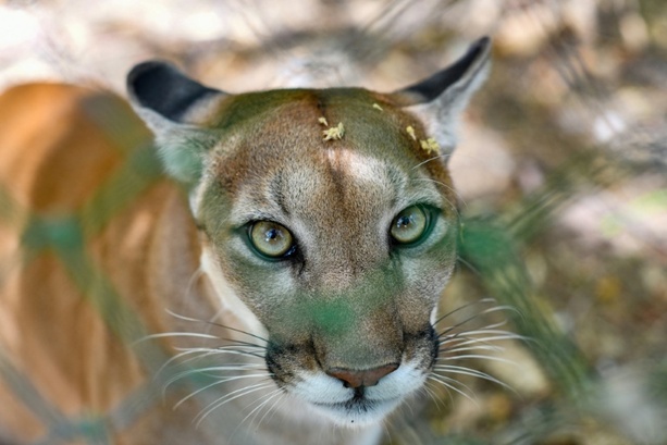 Bild vergr&ouml;&szlig;ern: Mögliche Pumasichtung in Bayern: Weitere keine Nachweise von Raubkatze
