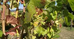 Unterdurchschnittliche Weinernte erwartet