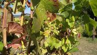 Unterdurchschnittliche Weinernte erwartet