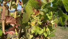 Unterdurchschnittliche Weinernte erwartet