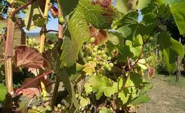 Unterdurchschnittliche Weinernte erwartet