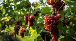 Deutsche Weinbaubetriebe erwarten höhere Weinernte als im letzten Jahr