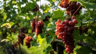 Deutsche Weinbaubetriebe erwarten höhere Weinernte als im letzten Jahr