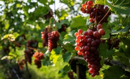 Deutsche Weinbaubetriebe erwarten höhere Weinernte als im letzten Jahr