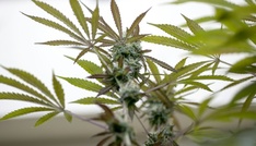 Stromausfall führt Ermittler in Rheinland-Pfalz zu großer Cannabisplantage
