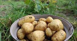 Niedrigere Ernte und deutliche Preissteigerungen bei Kartoffeln