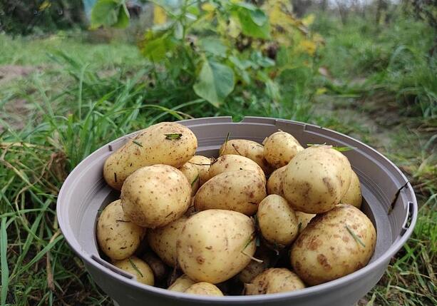 Bild vergr&ouml;&szlig;ern: Niedrigere Ernte und deutliche Preissteigerungen bei Kartoffeln
