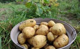 Niedrigere Ernte und deutliche Preissteigerungen bei Kartoffeln