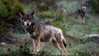 Schwedische Behörden geben für kommendes Jahr 72 Wölfe zum Abschuss frei