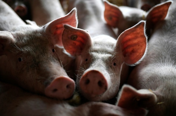 Bild vergr&ouml;&szlig;ern: Start für Tierhaltungskennzeichnung soll auf Oktober 2027 verschoben werden