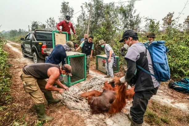 Bild vergr&ouml;&szlig;ern: Tierschützer retten dutzende Orang-Utans vor Waldbränden in Indonesien