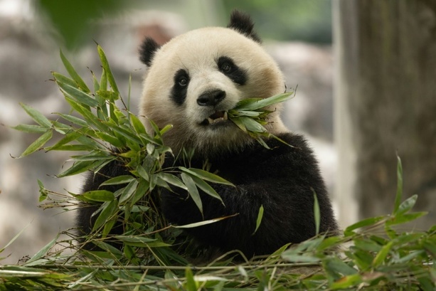Bild vergr&ouml;&szlig;ern: Warten auf Ran Ran: Belgischer Zoo bekommt neues Panda-Weibchen