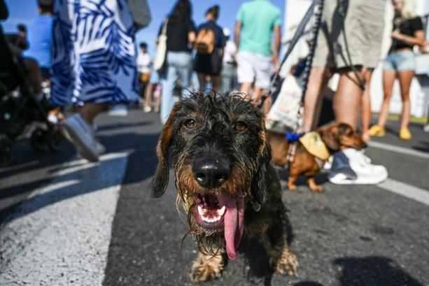 Bild vergr&ouml;&szlig;ern: Mutter und Sohn in Hessen von eigenem Hund angegriffen und schwer verletzt