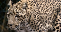 Tierpflegerin stirbt nach Leoparden-Angriff in niederländischem Zoo