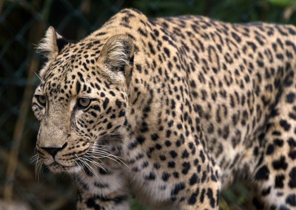 Bild vergr&ouml;&szlig;ern: Tierpflegerin stirbt nach Leoparden-Angriff in niederländischem Zoo