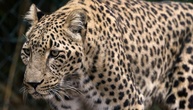 Tierpflegerin stirbt nach Leoparden-Angriff in niederländischem Zoo