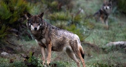 Brandenburg: Kind in Wildpark offenbar von Wolf attackiert und schwer verletzt