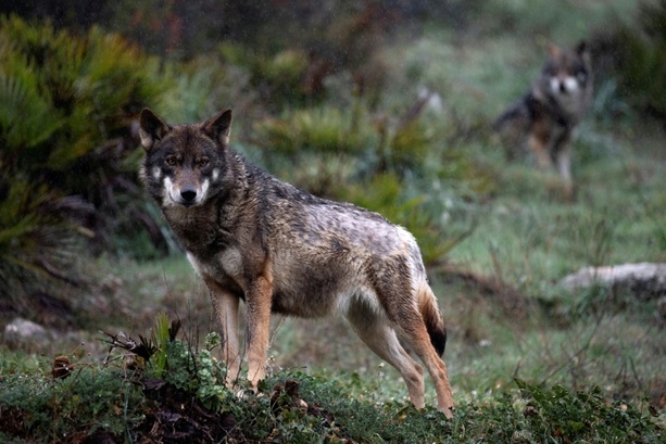 Bild vergr&ouml;&szlig;ern: Brandenburg: Kind in Wildpark offenbar von Wolf attackiert und schwer verletzt