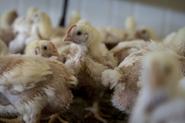 Bild vergr&ouml;&szlig;ern: Dänischer Tierschutzminister will sich für Verbot von Turbo-Hähnchen einsetzen