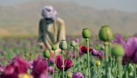 UN-Bericht zu Heroin: Opium-Anbau in Afghanistan hat sich 2026 mehr als vervierfacht